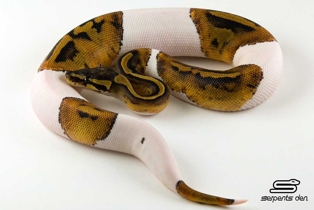Pied