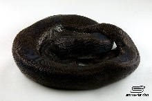 Super Cinny or Super Black Pastel