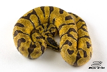 Super Enchi