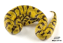 Super Enchi het Hypo