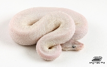 Super Mojave