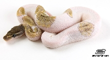 Mojave Pied