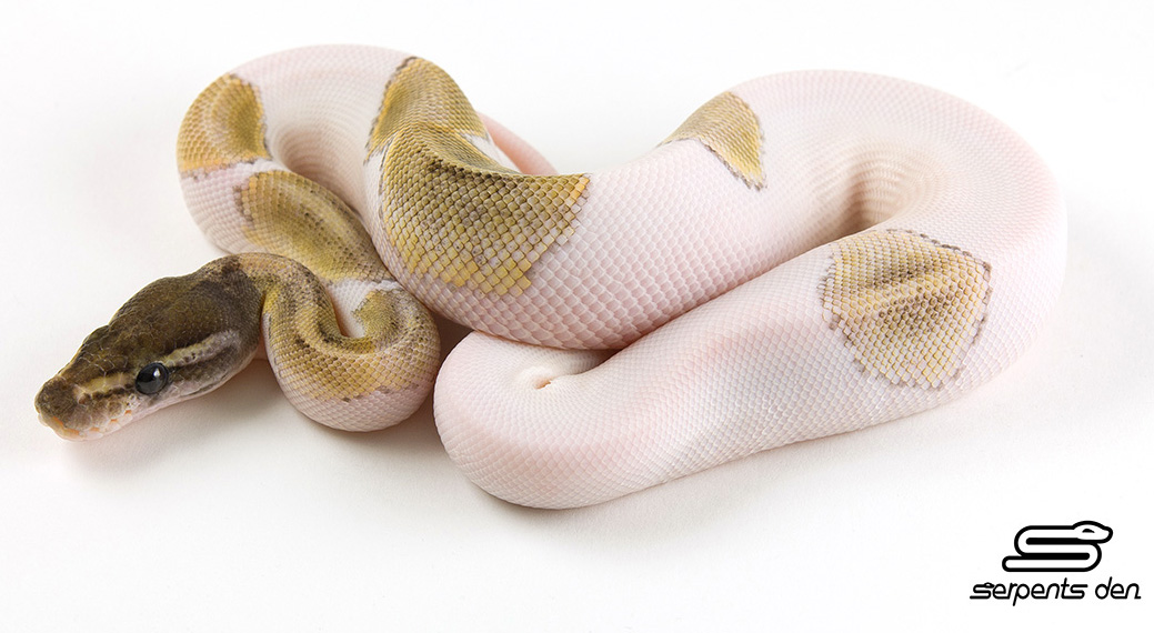 Mojave Pied