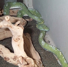 Incomplete shedding