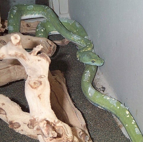 Incomplete shedding