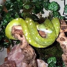 Zalty at home