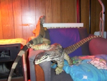 iguana panoptes
