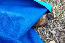 Hemi peeking from sheet