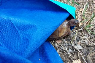 Hemi peeking from sheet