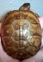 Tatum shell 1