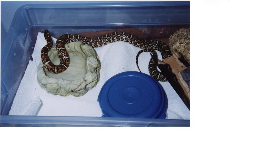 snake