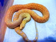 Hybino Bull