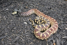Tricolor Bull Snake female