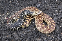Tricolor Bull Snake male
