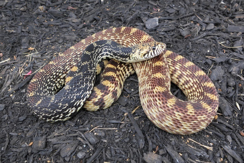 Tricolor Bull Snake male