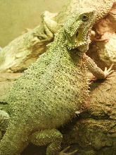 Pregnant Female (Archie)