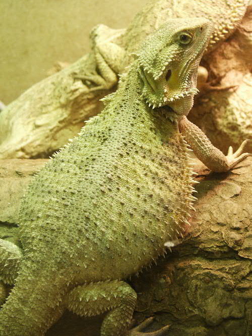 Pregnant Female (Archie)