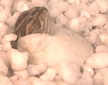 Beardie Hatching