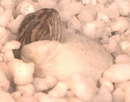 Beardie Hatching