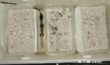 BD Incubator 3-29-03