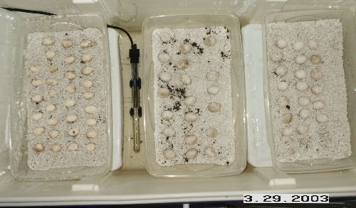 BD Incubator 3-29-03