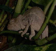 Nosy Be Juvenile