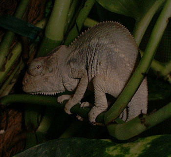Nosy Be Juvenile