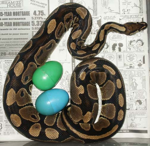 Where is the Easter Bunny?!?