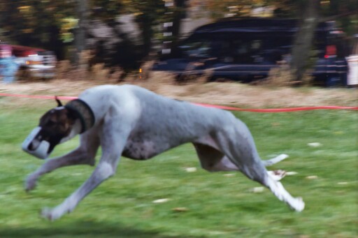 Vanny Lure Coursing