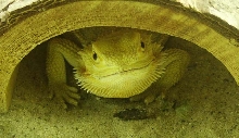 Peeking Out