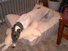 Vanny on his Bed