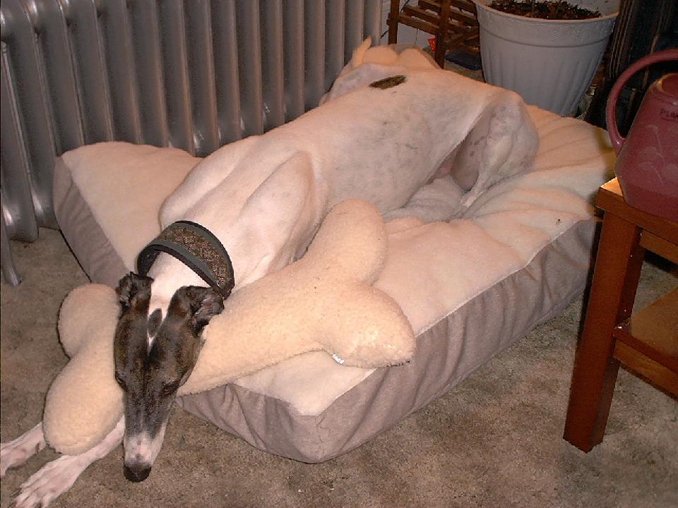 Vanny on his Bed