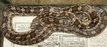 Rat Snake