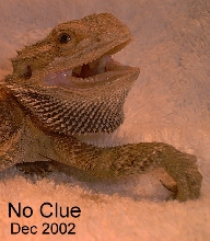 No Clue
