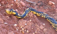 tiger rat snake