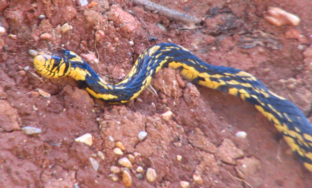 tiger rat snake