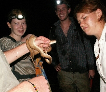 freshly caught tree boa