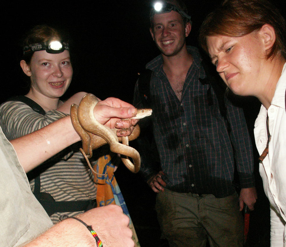 freshly caught tree boa