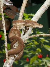 tree boa