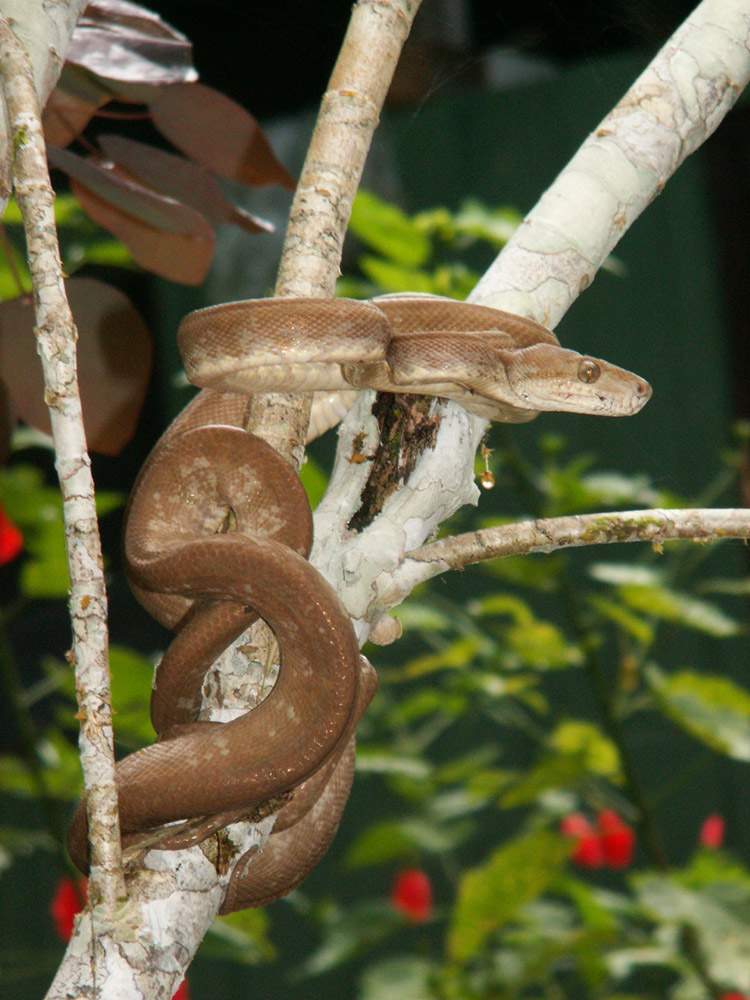 tree boa