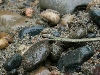 Leptophis cubreus