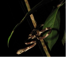 Imantodes cenchoa again