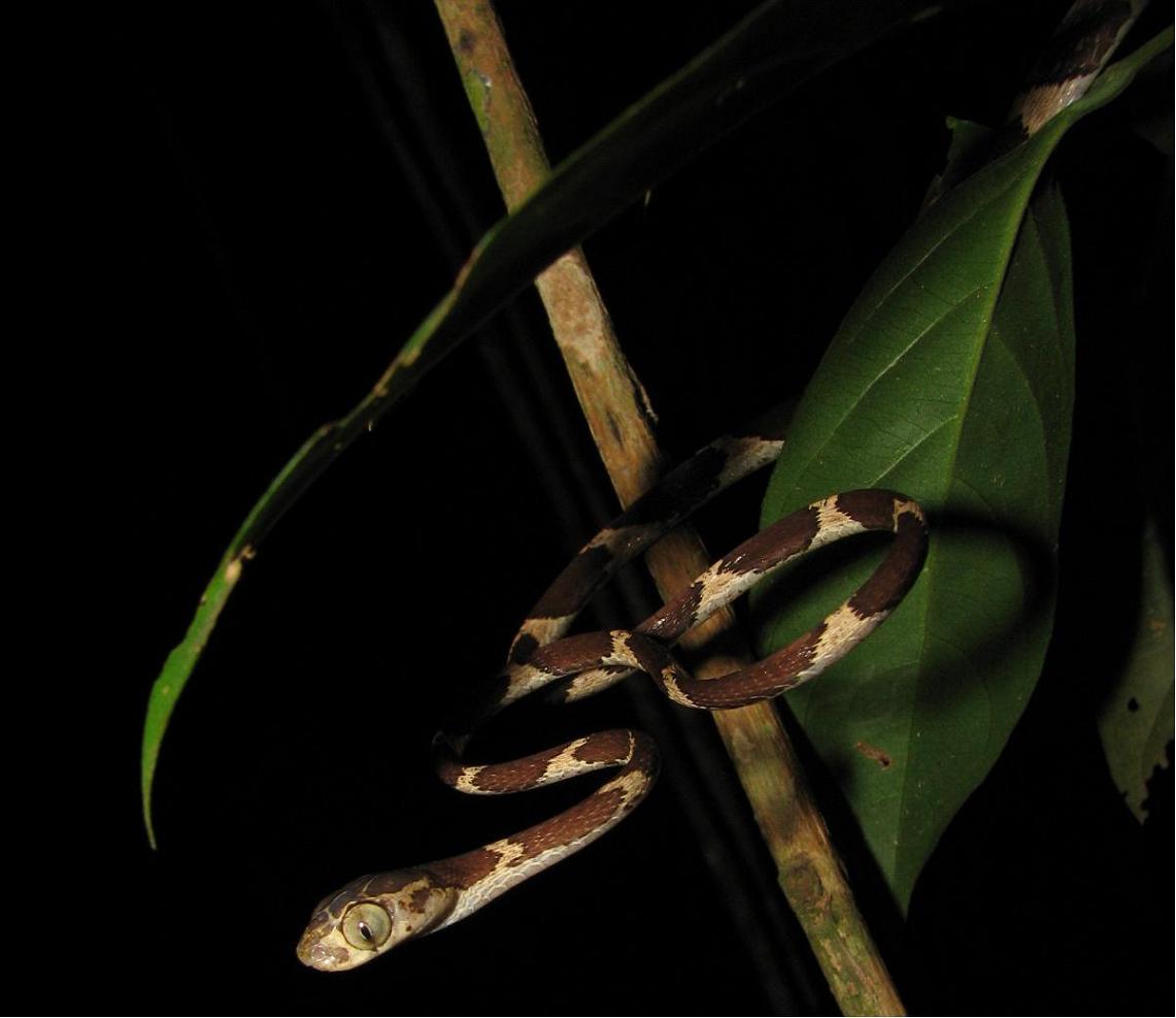 Imantodes cenchoa again