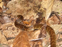 Atractus sp.