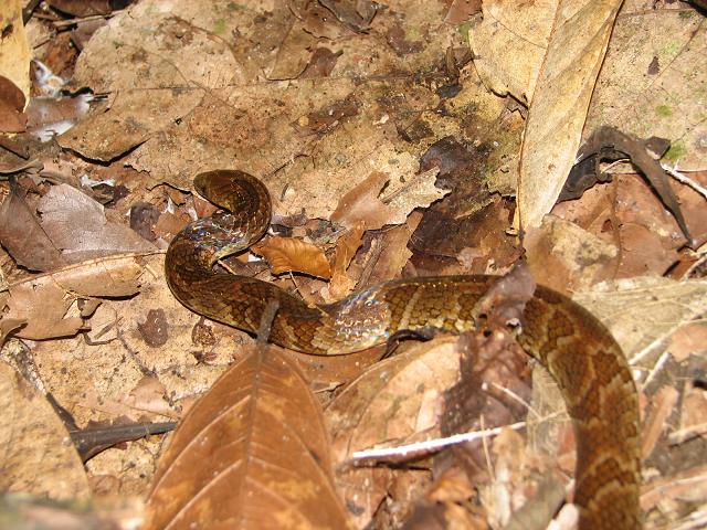 Atractus sp.