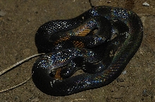Oxyrhopus. black headed calico snake
