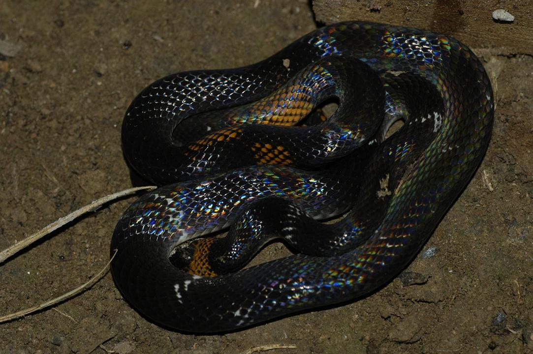 Oxyrhopus. black headed calico snake
