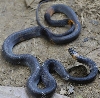ecuador napo region