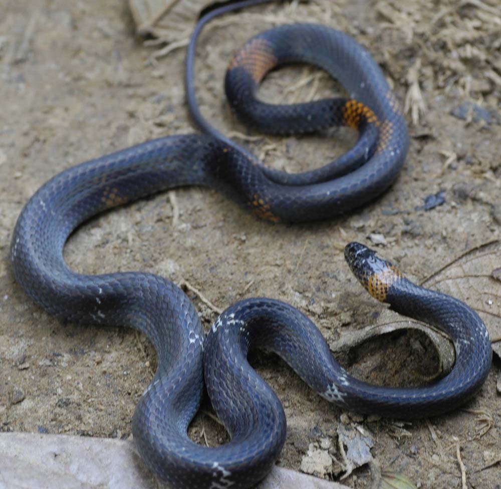 ecuador napo region