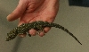 geckosp